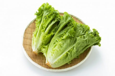 リーフレタス リーフレタス